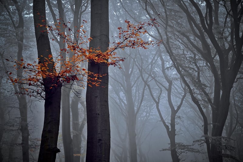 Forest Hideaway